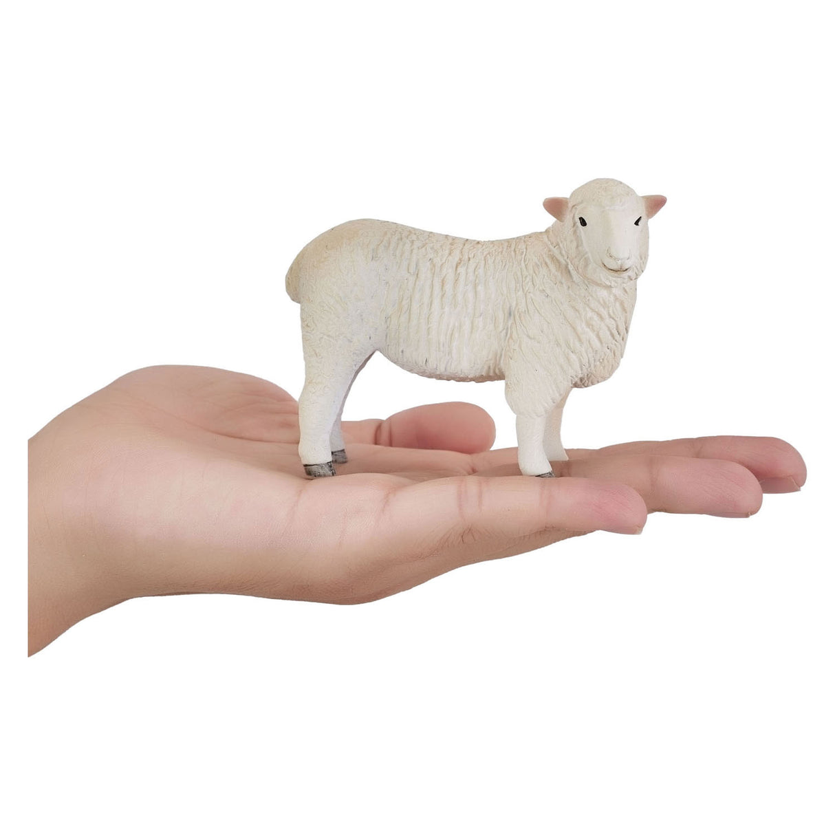 Mojo jordbruksmark Romney Schaap ooi 381064