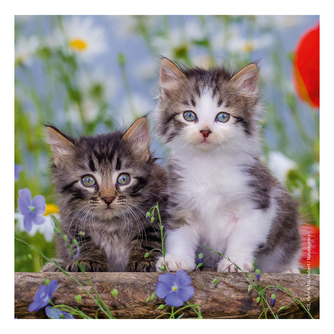 Ravensburger Puzzle Puzzle Young Kittens, 3x49st.