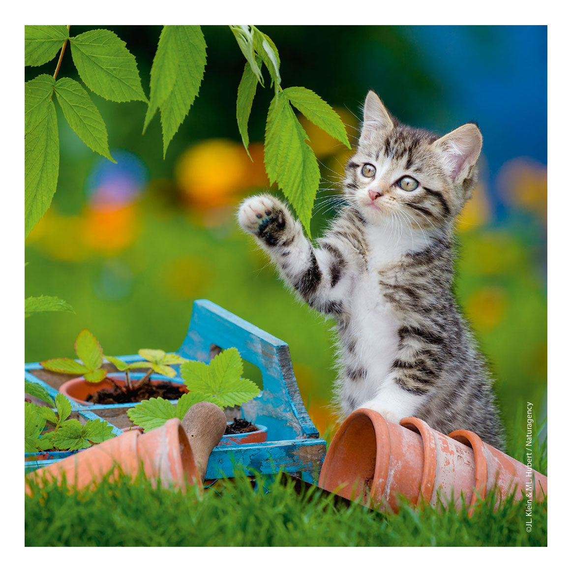 Ravensburger Puzzle Puzzle Young Kittens, 3x49st.