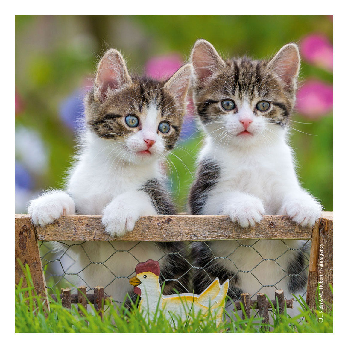 Ravensburger Puzzle Puzzle Young Kittens, 3x49st.