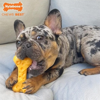 Nylabone dura tyg osteknogler