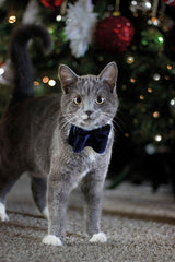 Cupid Comet Luxury Butfly Bow Velvet Blue