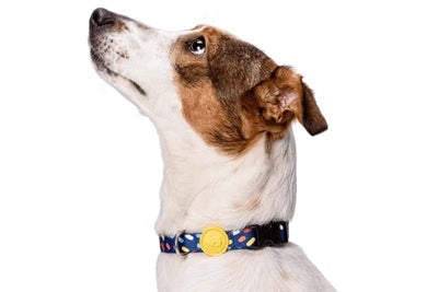 Morso Collar Hond verwäert Faarf Invitéiere purpur