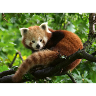Ravensburger jigsaw puzzle cute red panda, 500st.