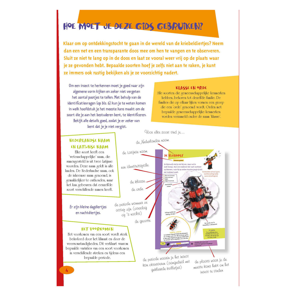 The best insect guide for kids