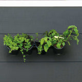 Nature Wall Garden per erbe e fiori in verticale