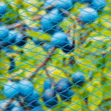 Nature Vogelnet Nano 5x4 m blå
