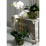 Smeraldo smeraldo art pianta farfalla orchidea 70 cm bianca