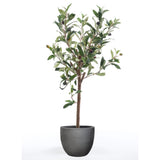 Emoragd Smaragd Art Planz Oliven Bam Mini 65 cm