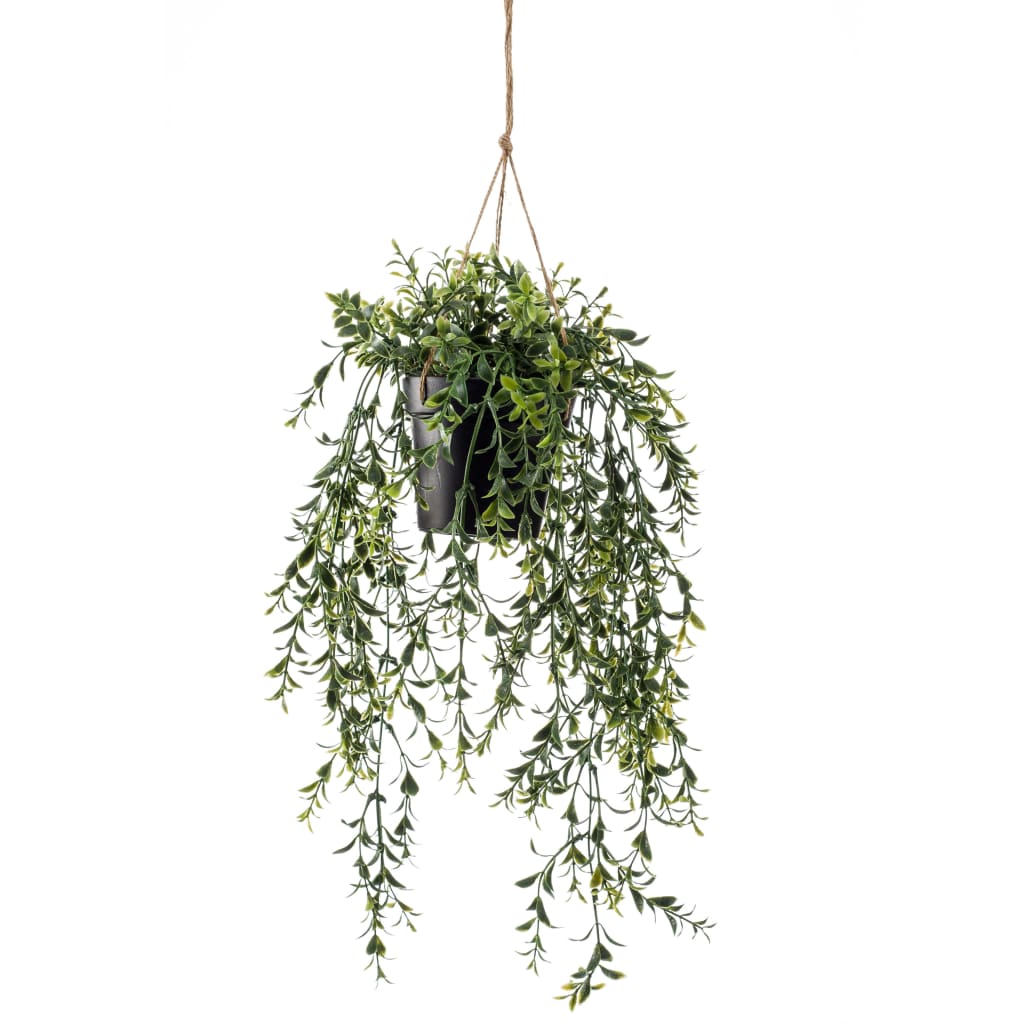 EMEMAARD Smaragd Konschtplanz hänkt am Pot Buxus 50 cm