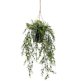 EMEMAARD Smaragd Konschtplanz hänkt am Pot Buxus 50 cm