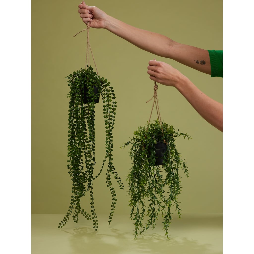 EMEMAARD Smaragd Konschtplanz hänkt am Pot Buxus 50 cm