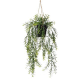 EMAAARD Smaragd Konschtplanz hänkt an der Spargel 50 cm Pot