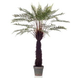 Emoragd Smaragd Art Planz am Pot Boom Fern 125 cm