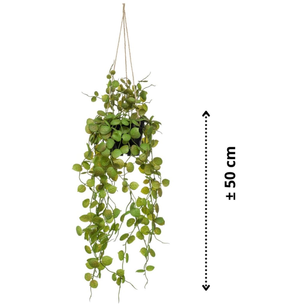 Emoragd Smaragd Konschtplanz hänkt an der Pot Lanterernanz 50 cm