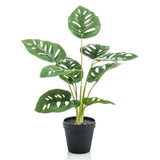 Emerald Emerald Art Rostlina v Pot Monkey Monstera Struik 43 cm