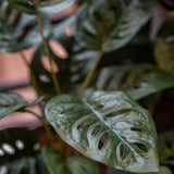 Emerald Emerald Art Rostlina v Pot Monkey Monstera Struik 43 cm