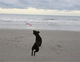Chuckit Flying Eichhörnchen